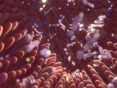 Mikrobiom: Aufbau der Darmflora bei Babys und Kleinkindern Darstellung Darmflora
